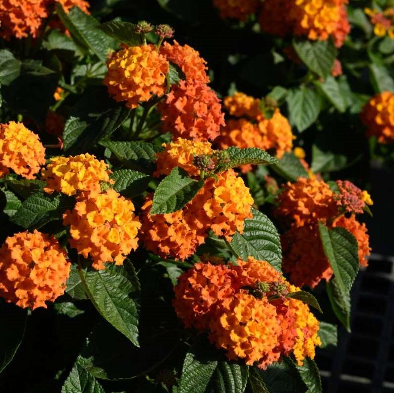 Lantana Gem 'Citrine' - from Babikow Wholesale Nursery