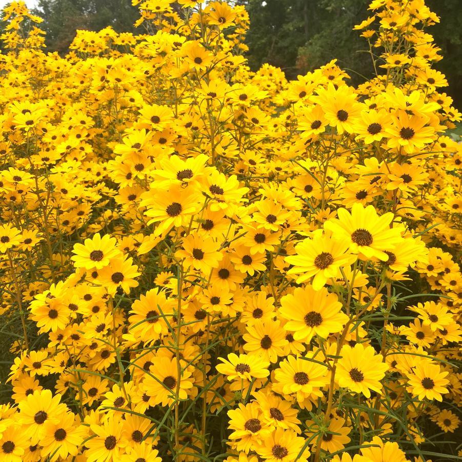 Helianthus ang. 'Gold Lace' - Swamp Sunflower from Babikow Wholesale Nursery