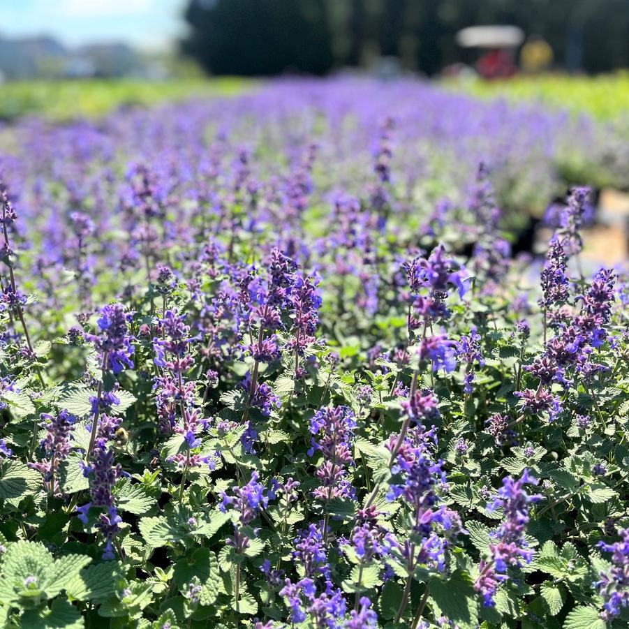 Nepeta 'Early Bird' - Catmint from Babikow Wholesale Nursery