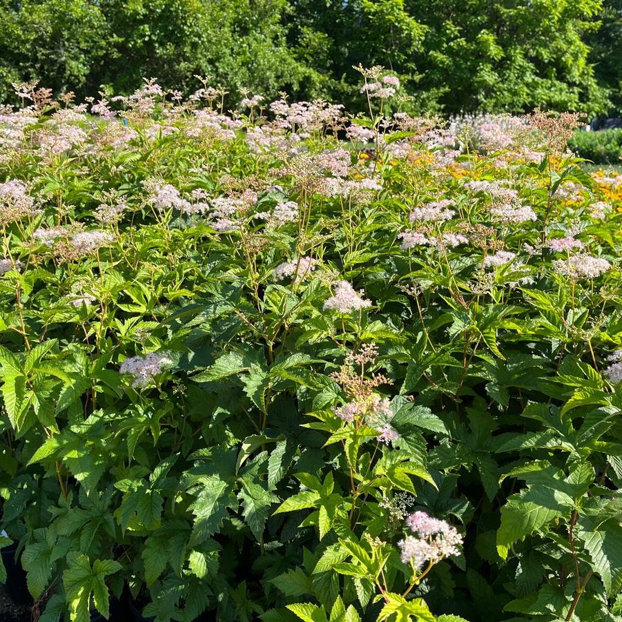 Filipendula pur. 'Elegans' - Meadowsweet from Babikow Wholesale Nursery