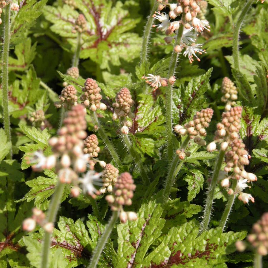 Tiarella 'Elizabeth Oliver' - Foamflower from Babikow Wholesale Nursery