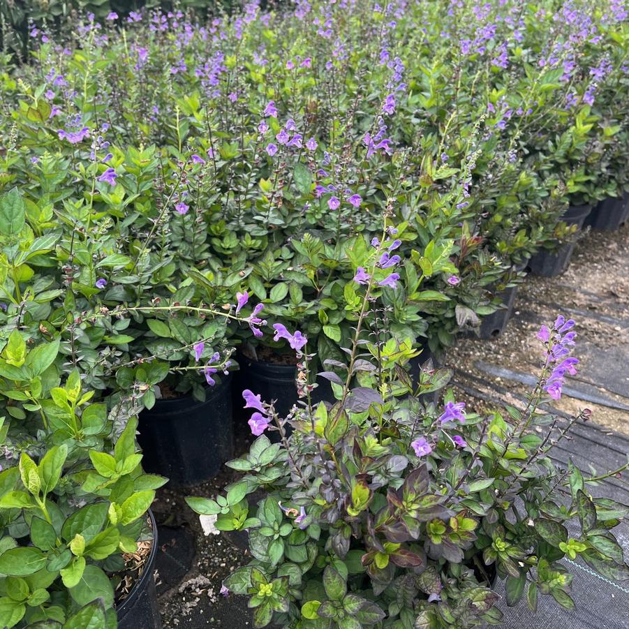 Scutellaria 'Appalachian Blues' - Skullcap from Babikow Wholesale Nursery