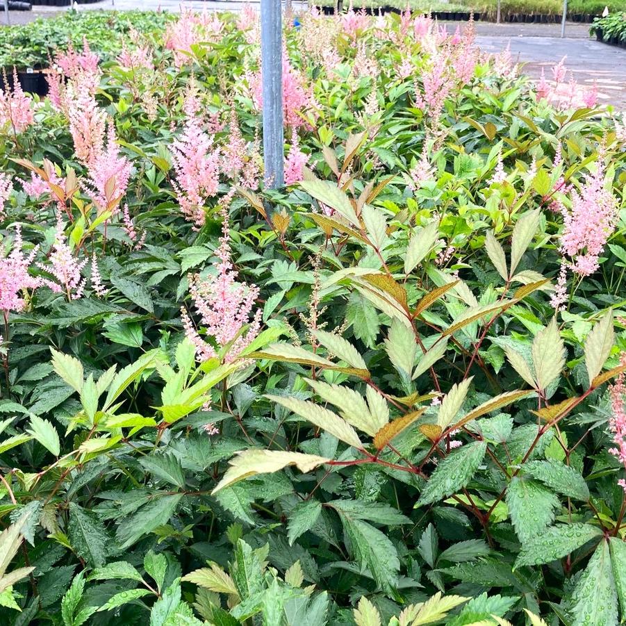 Astilbe are. 'Erika' - False Spirea from Babikow Wholesale Nursery