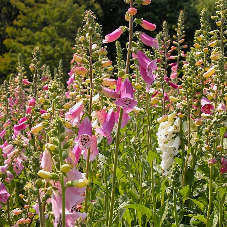 Digitalis pur. 'Excelsior Hybrids' - Foxglove from Babikow Wholesale Nursery