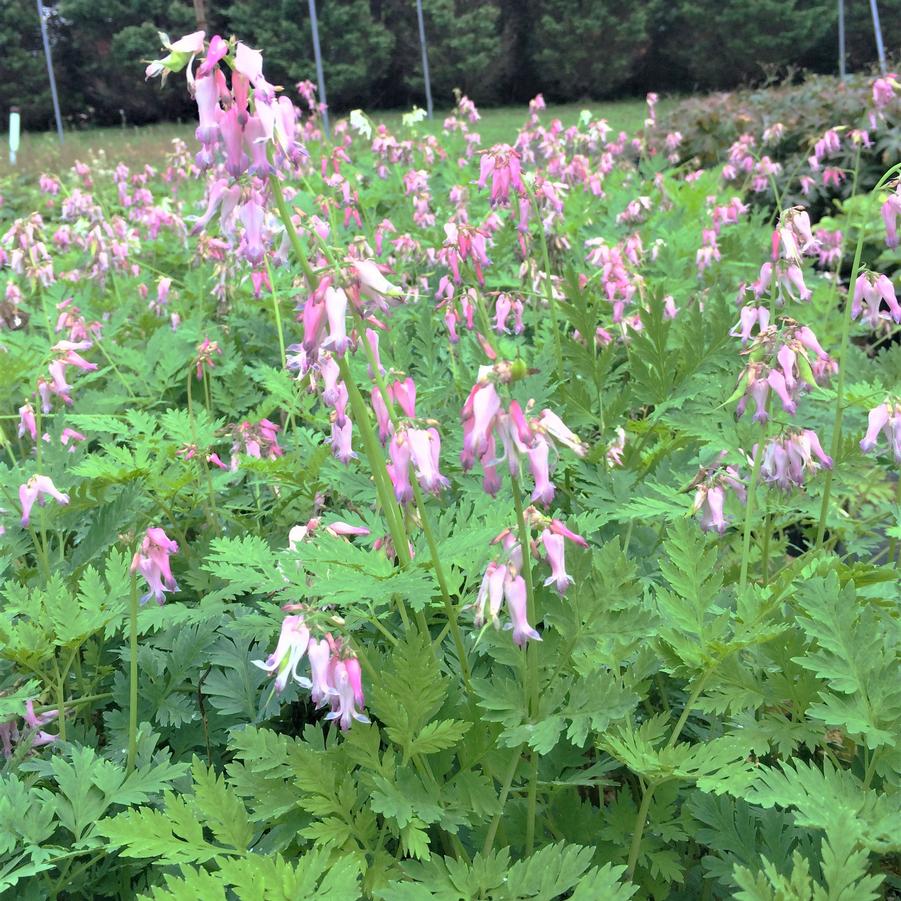 Dicentra eximia - Wild Bleeding Heart from Babikow Wholesale Nursery