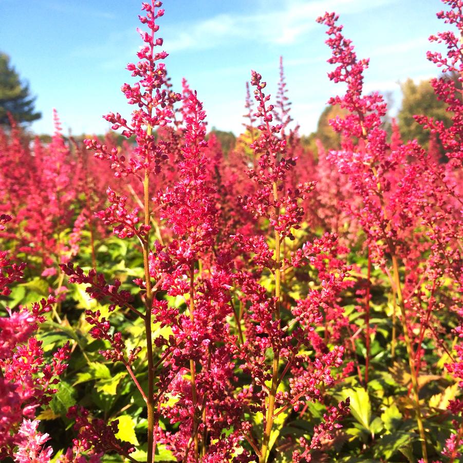 Astilbe are. Fanal