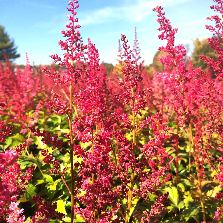 Astilbe are. 'Fanal' - False Spirea from Babikow Wholesale Nursery