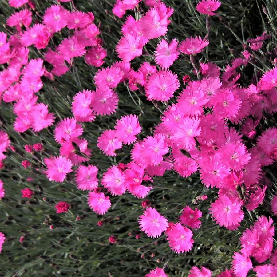 Dianthus 'Firewitch' - Cheddar Pinks from Babikow Wholesale Nursery
