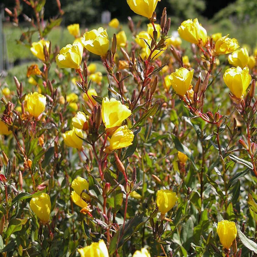 Oenothera fru. 'Fireworks' - Sundrops from Babikow Wholesale Nursery