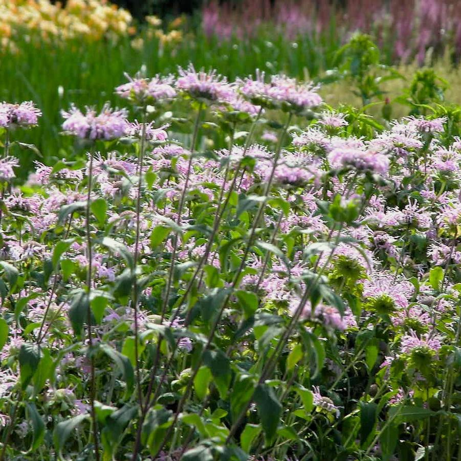 Monarda fistulosa - Wild Bergamot from Babikow Wholesale Nursery