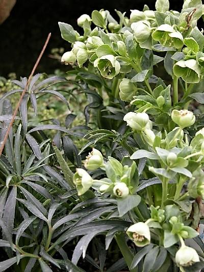 Helleborus foetidus - Bears Foot Hellbore from Babikow Wholesale Nursery