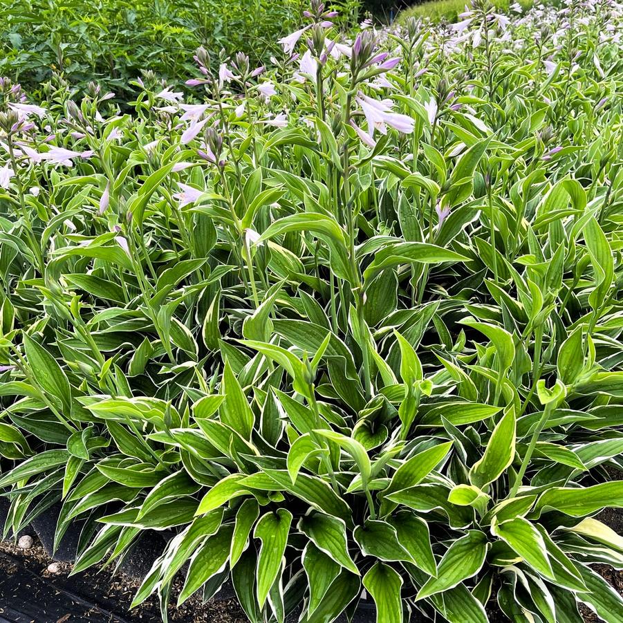 Hosta for. 'Francee' - Hosta from Babikow Wholesale Nursery