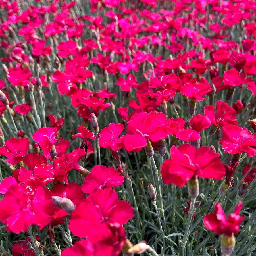 Dianthus 'Frosty Fire' - Cheddar Pinks from Babikow Wholesale Nursery