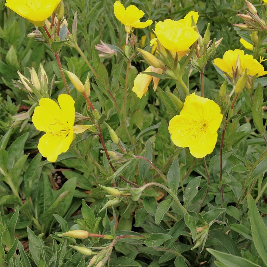 Oenothera fruiticosa - Sundrops from Babikow Wholesale Nursery