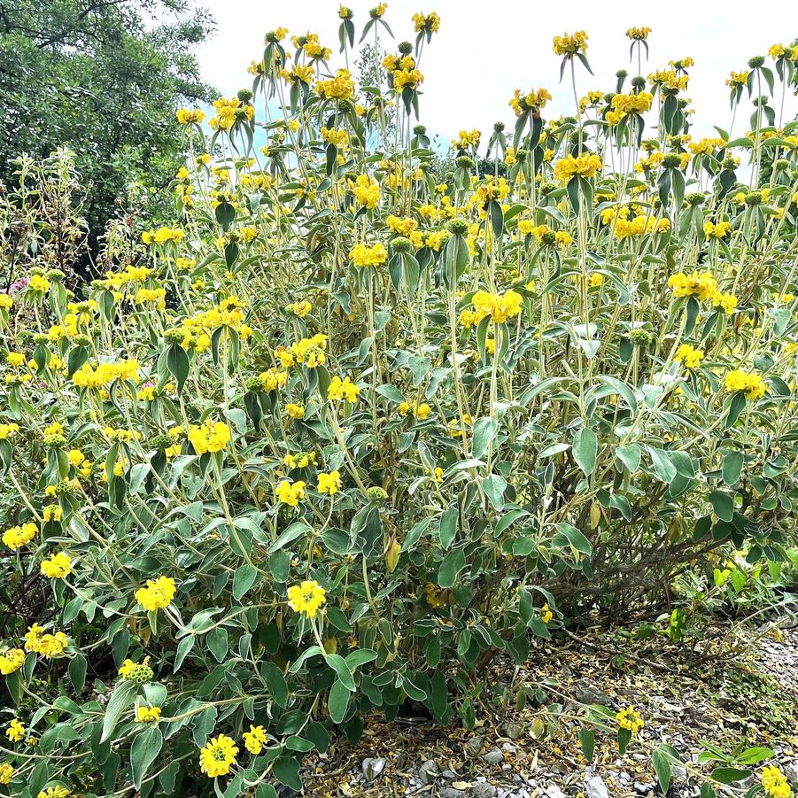 Phlomis fruiticosa - Jerusalem Sage from Babikow Wholesale Nursery