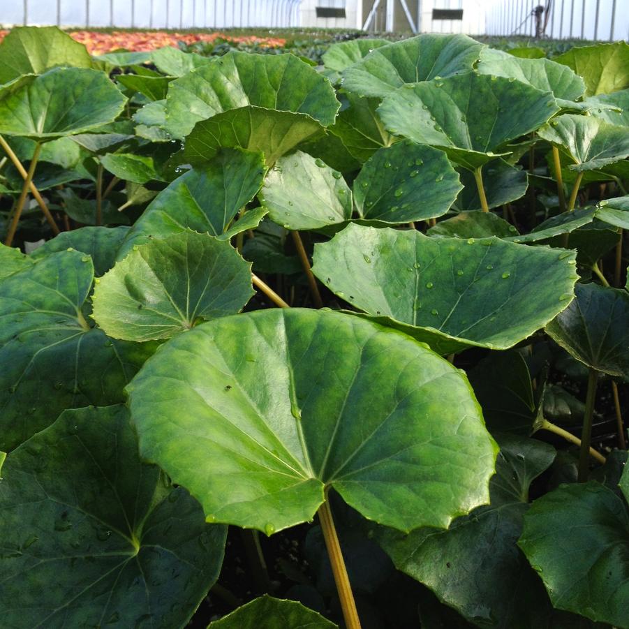 Farfugium 'Giganteum' - Giant Leopard Plant from Babikow Wholesale Nursery