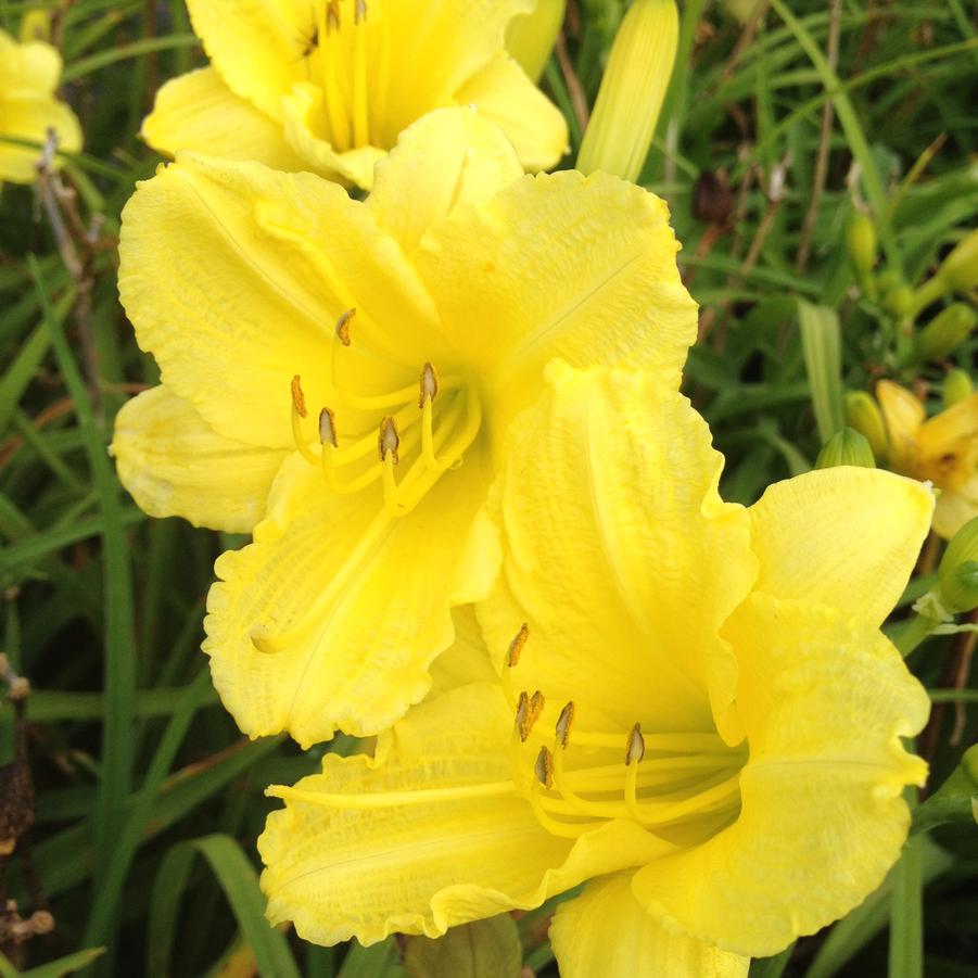 Hemerocallis 'Happy Returns' - Daylily from Babikow Wholesale Nursery