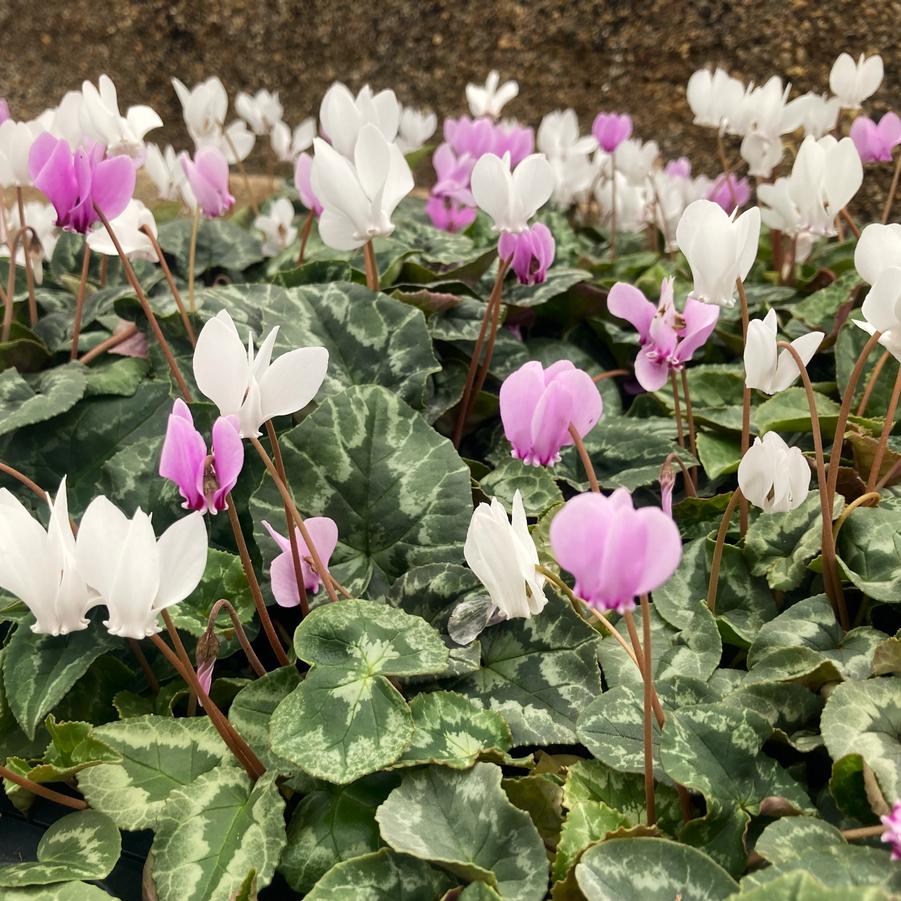 Cyclamen hederifolium - Persian Violet from Babikow Wholesale Nursery