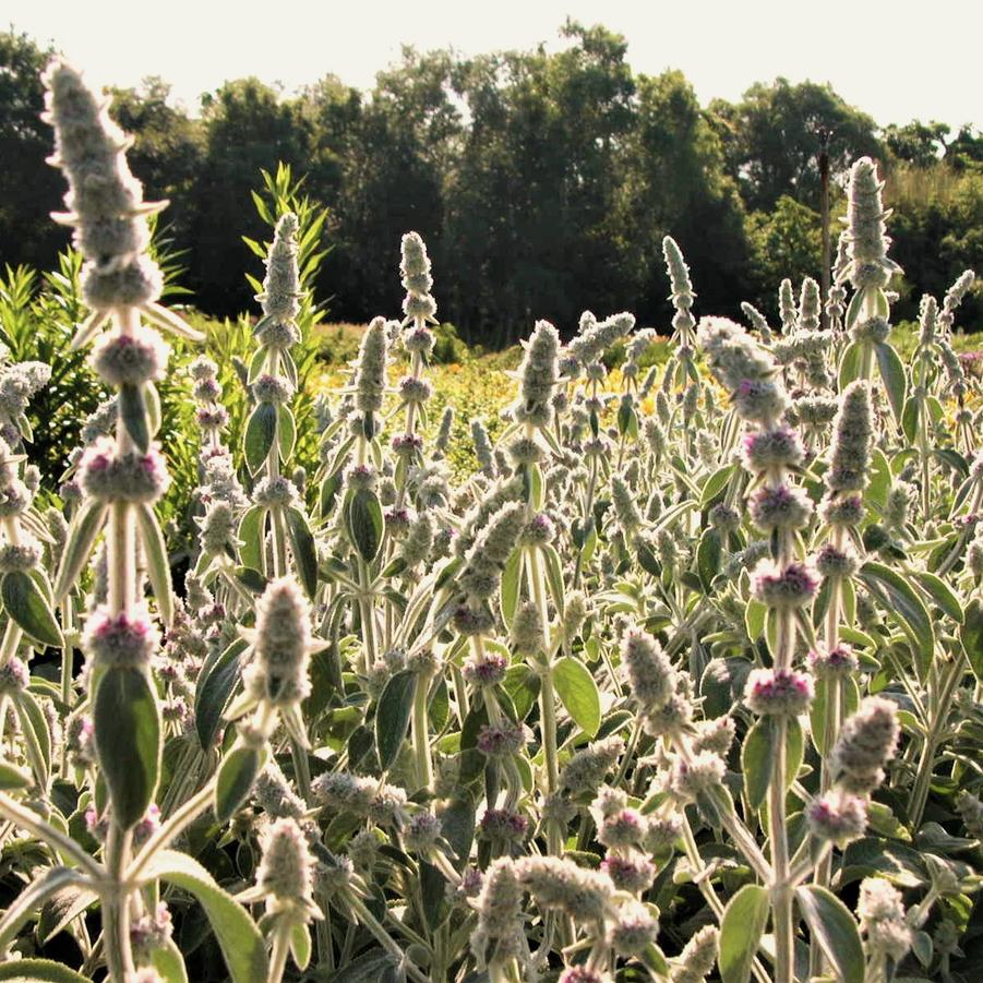 Stachys byz. 'Helene von Stein' - Lamb's Ear from Babikow Wholesale Nursery