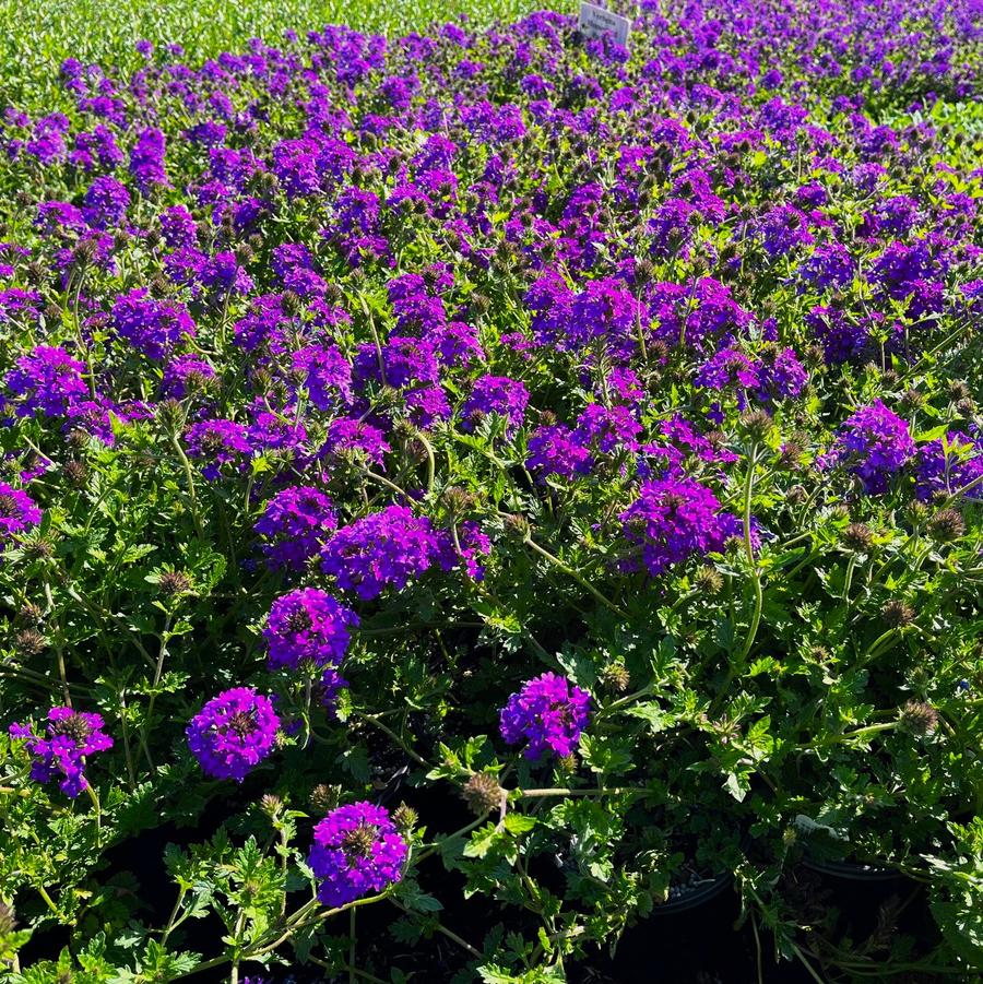 Verbena can. Homestead Purple