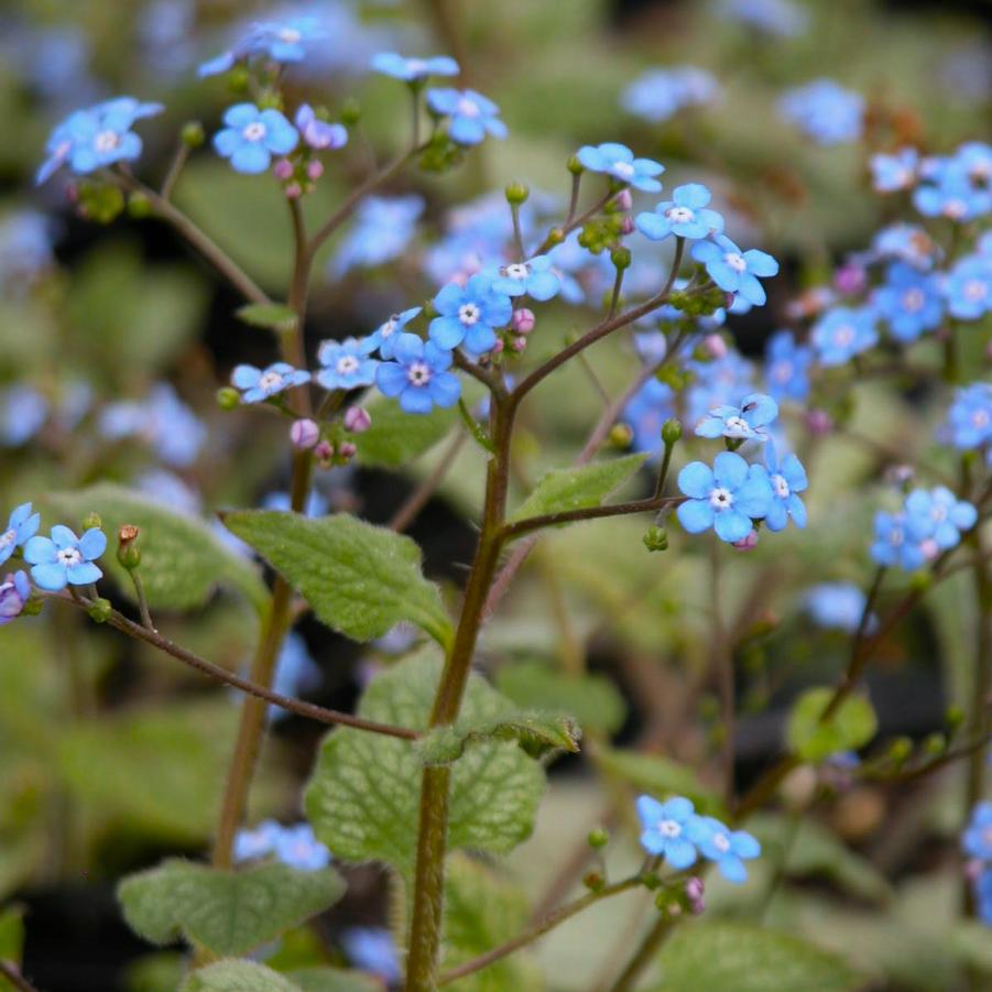 Brunnera 'Jack Frost' - Siberian Bugloss from Babikow Wholesale Nursery