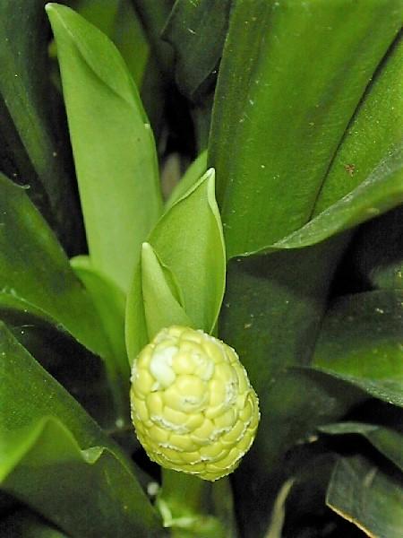 Rohdea japonica - Lily of China from Babikow Wholesale Nursery