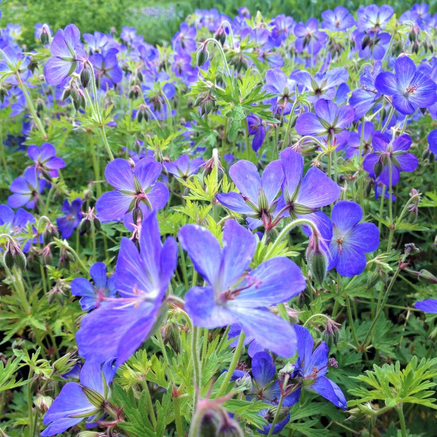 Geranium 'Johnson's Blue' - Crane's Bill from Babikow Wholesale Nursery