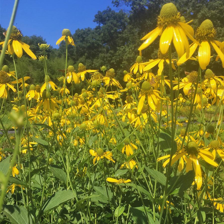 Rudbeckia laciniata - Cutleaf Coneflower from Babikow Wholesale Nursery