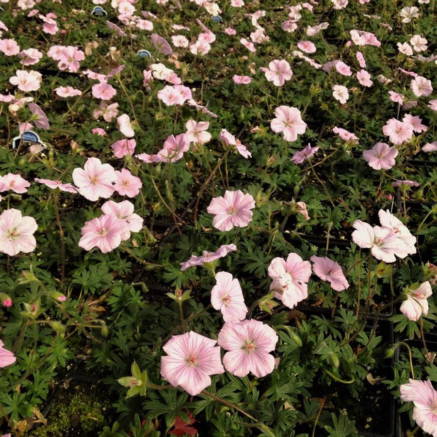 Geranium san. 'var. lancastriense' - Bloody Crane's Bill from Babikow Wholesale Nursery