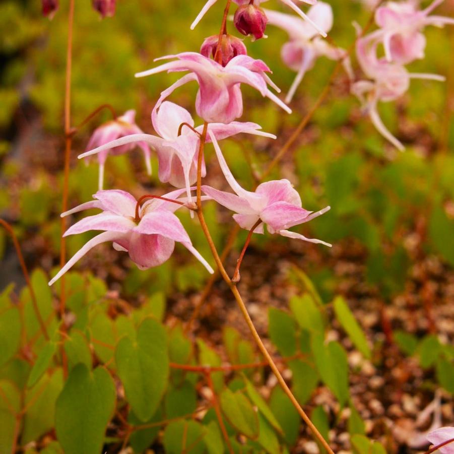 Epimedium gra. 'Lilafee' - Barrenwort from Babikow Wholesale Nursery