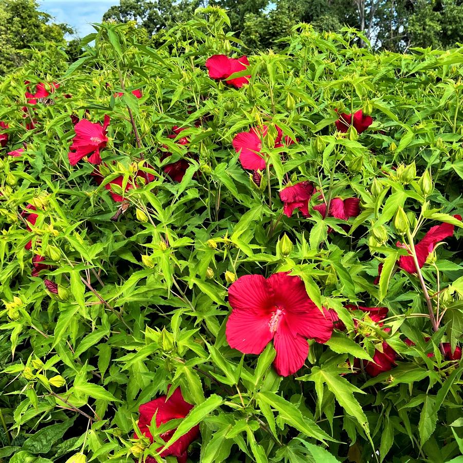 Hibiscus 'Lord Baltimore' - Rose Mallow from Babikow Wholesale Nursery