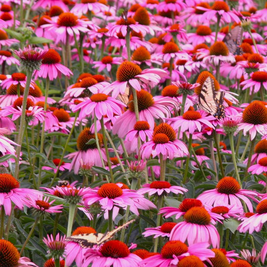 Echinacea 'Magnus' - Purple Coneflower from Babikow Wholesale Nursery