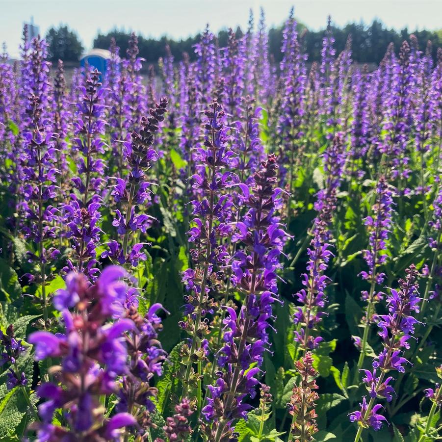 Salvia nem. 'May Night' - Meadow Sage from Babikow Wholesale Nursery