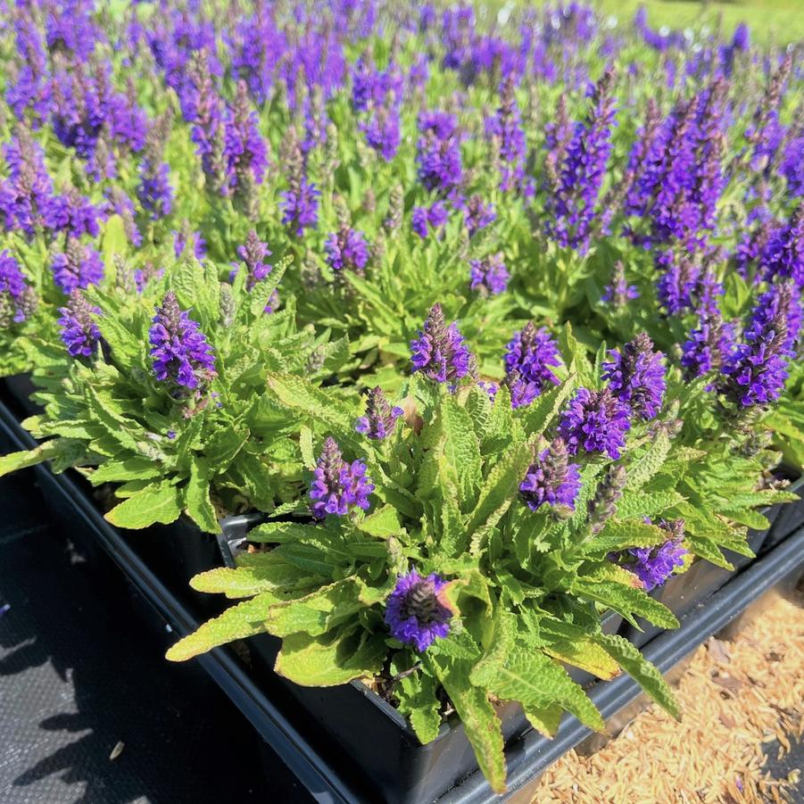 Salvia nem. 'Marcus' - Meadow Sage from Babikow Wholesale Nursery