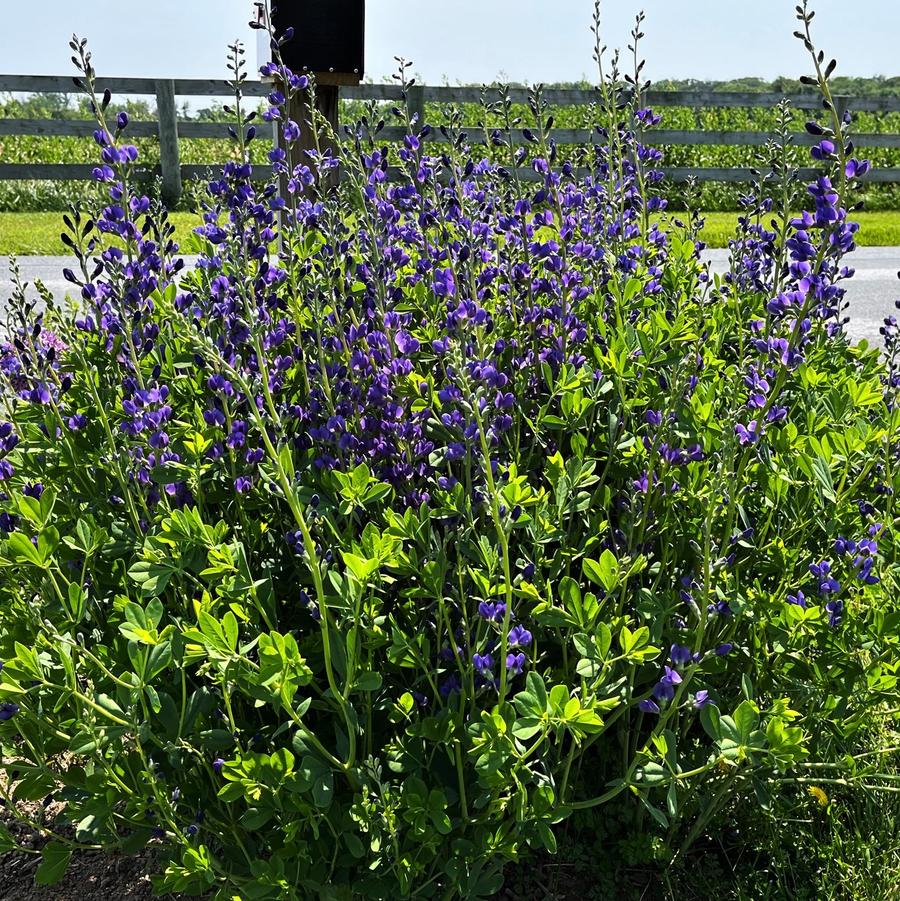 Baptisia australis - Blue Wild Indigo from Babikow Wholesale Nursery