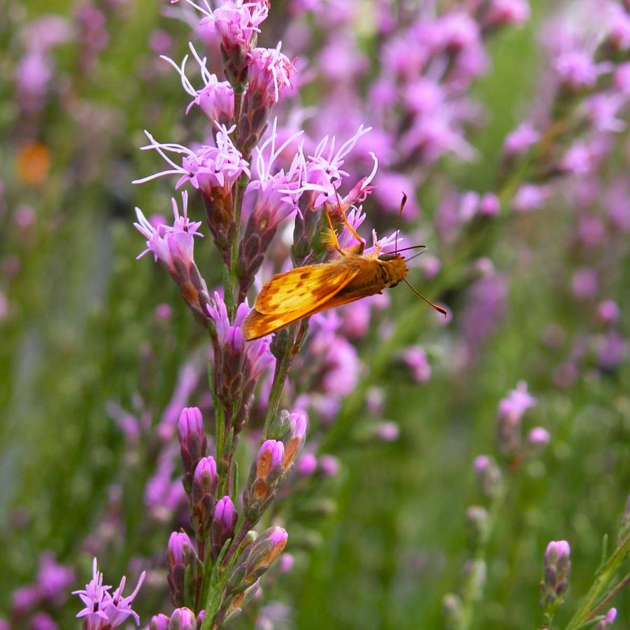 Liatris microcephala - Dwarf Blazing Star from Babikow Wholesale Nursery