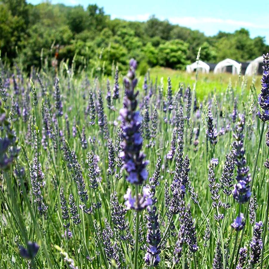 Lavandula ang. 'Munstead' - Lavender from Babikow
