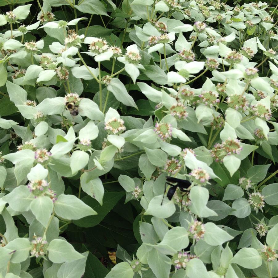 Pycnanthemum muticum - Mountain Mint from Babikow Wholesale Nursery