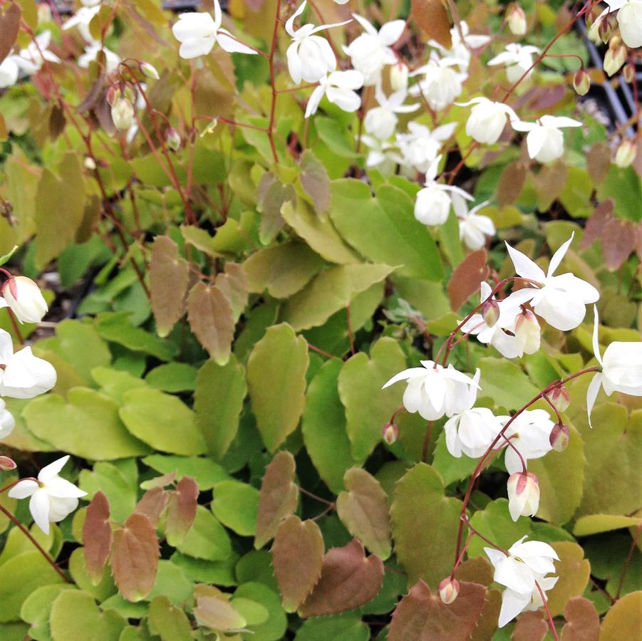 Epimedium you. 'Niveum' - Barrenwort from Babikow Wholesale Nursery