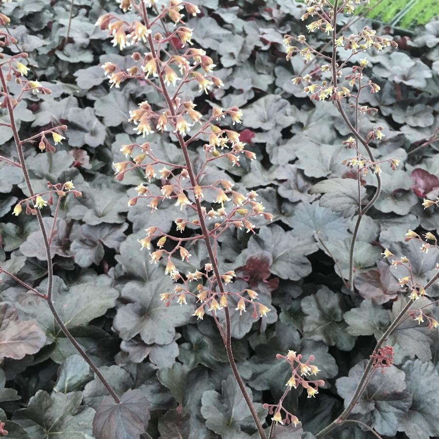 Heuchera x 'Obsidian' - Coral bells from Babikow Wholesale Nursery