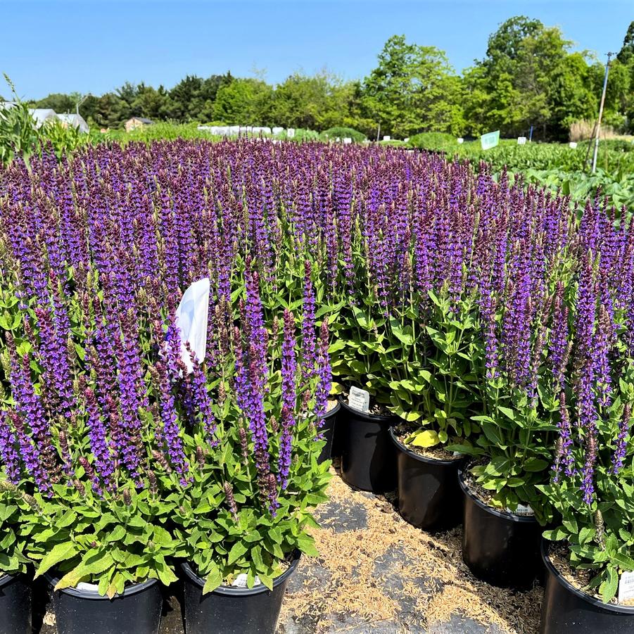 Salvia nem. 'Ostfriesland' - Meadow Sage from Babikow Wholesale Nursery