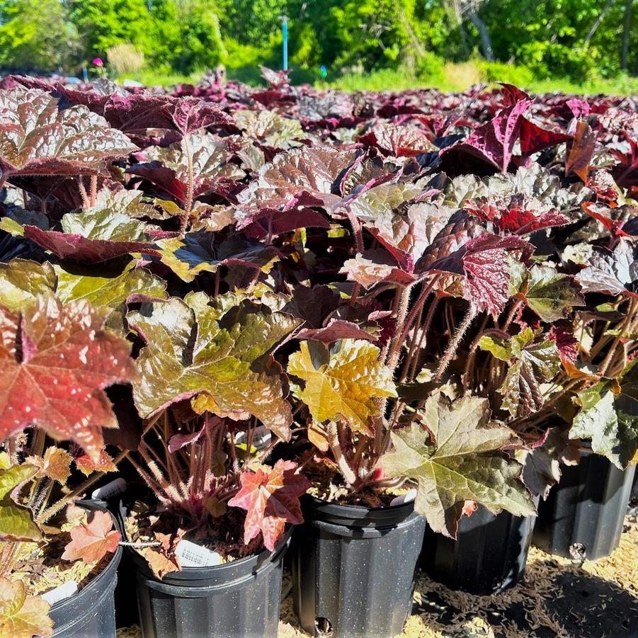 Heuchera mic. 'Palace Purple' - Coral bells from Babikow Wholesale Nursery