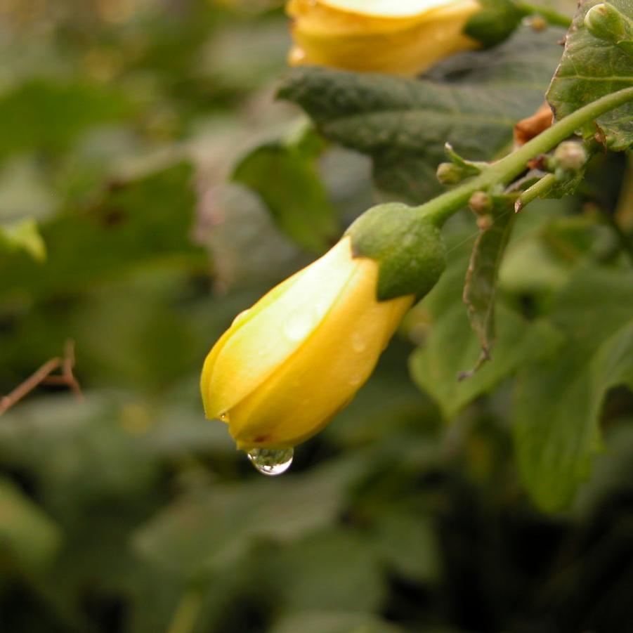 Kirengeshoma palmata - Yellow Wax Bells from Babikow Wholesale Nursery