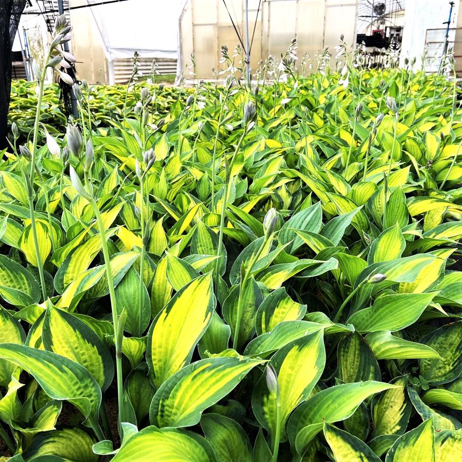 Hosta x 'Paul's Glory' - Hosta from Babikow Wholesale Nursery