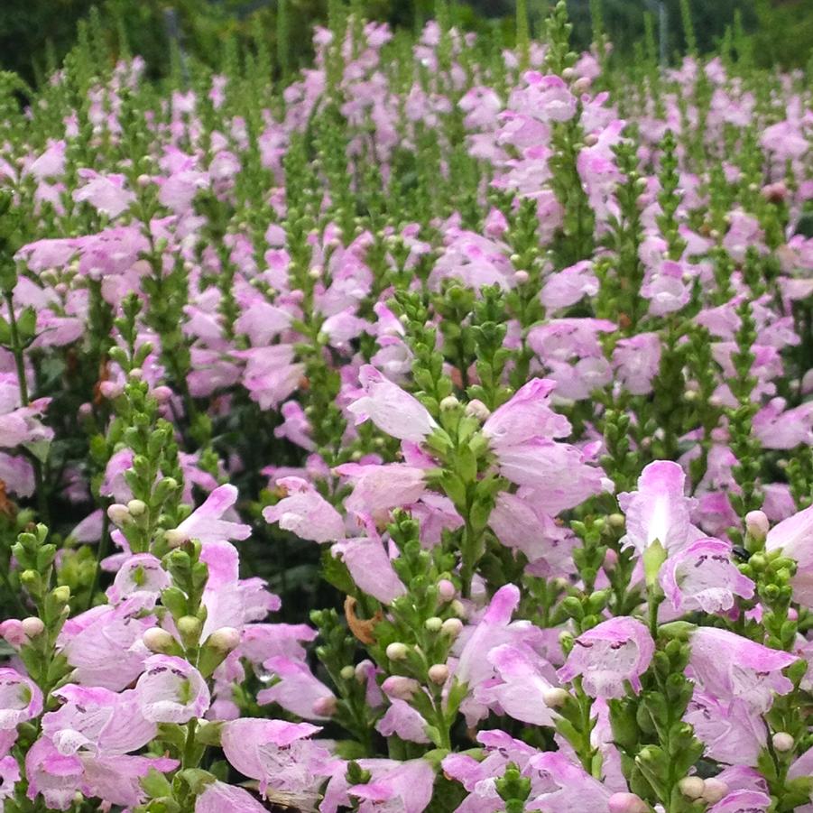 Physostegia 'Pink Manners' - Obedient Plant from Babikow Wholesale Nursery