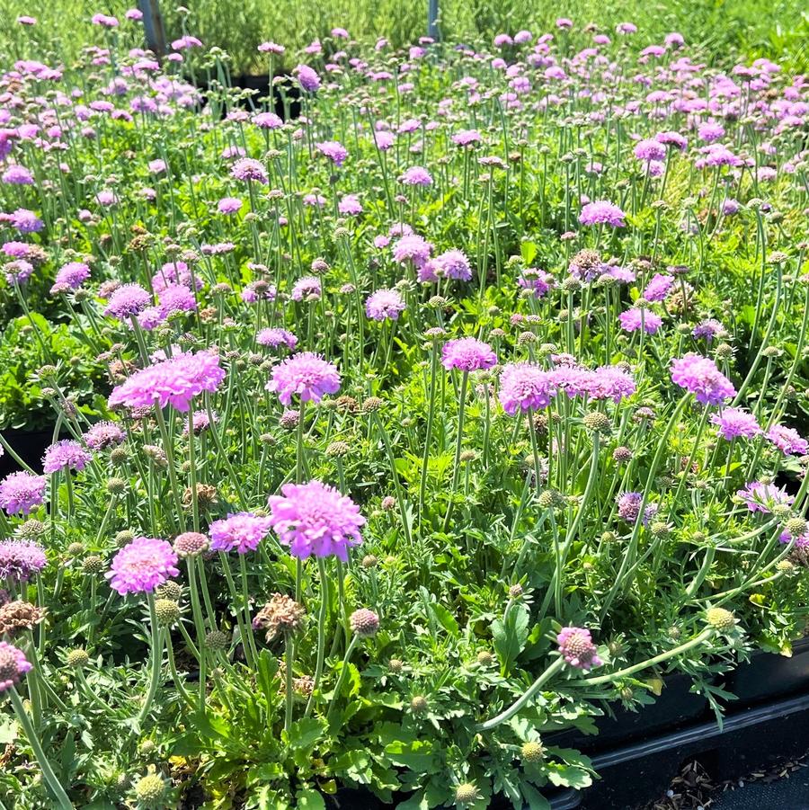 Scabiosa 'Pink Mist' - Pincushion Flower from Babikow Wholesale Nursery