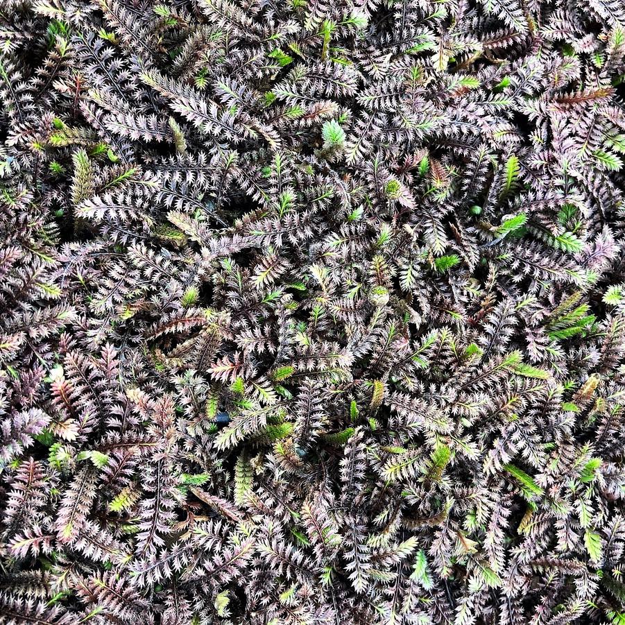 Leptinella squ. 'Platt's Black' - Brass Buttons from Babikow