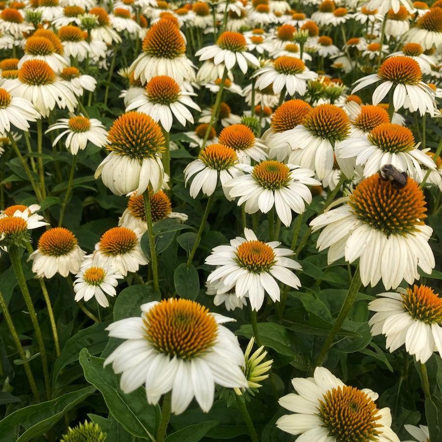 Echinacea 'Pow Wow White' - Coneflower from Babikow Wholesale Nursery