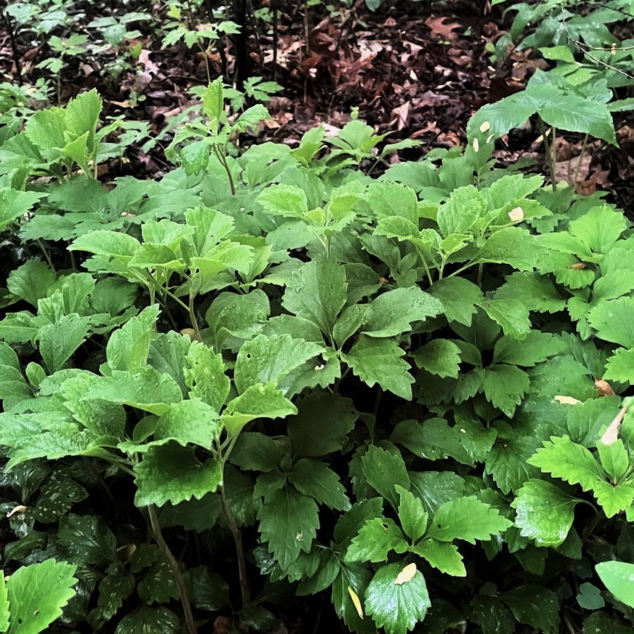 Pachysandra procumbens - Allegheny Spurge from Babikow Wholesale Nursery