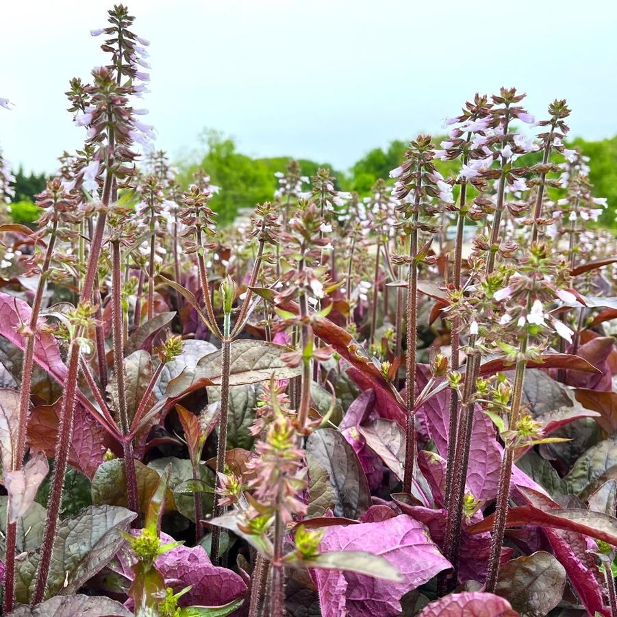 Salvia lyr. 'Purple Knockout' - Lyre-leaf Sage from Babikow Wholesale Nursery